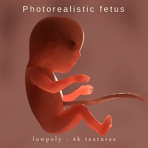 Photorealistic fetus - real translucent