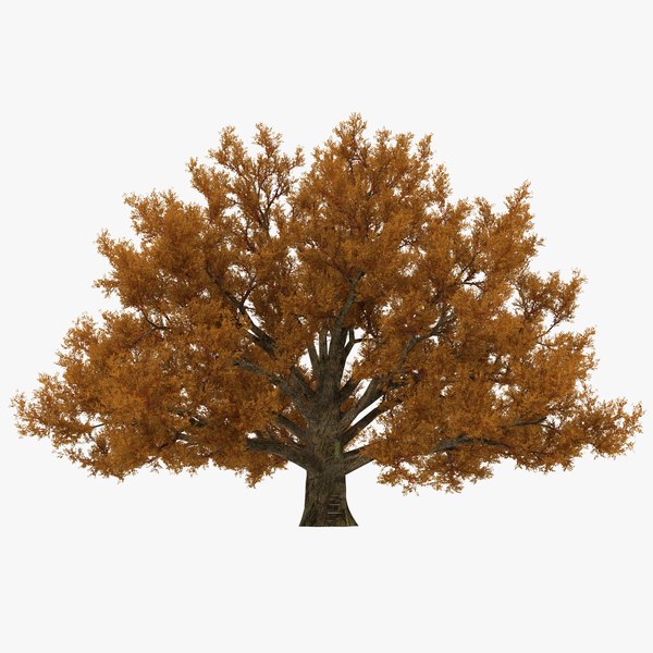 3d model old white oak autumn