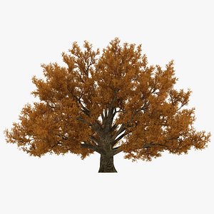 Old White Oak Autumn