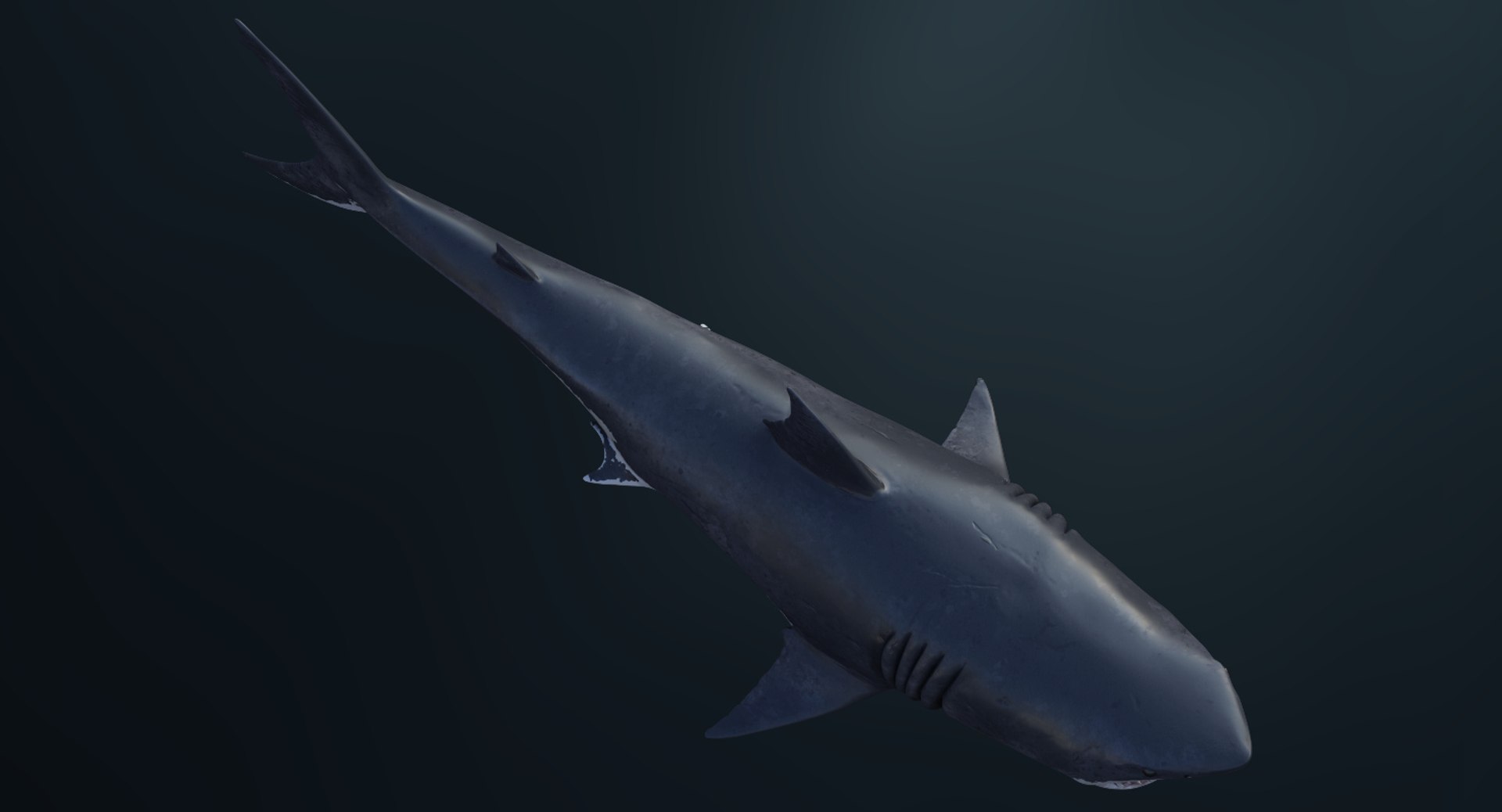 3D model realistic rigged great white - TurboSquid 1215332