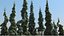 10-10 Picea Pendula 3D model
