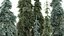 10-10 Picea Pendula 3D model