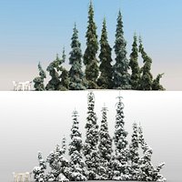 10 Picea Pendula Trees with snow