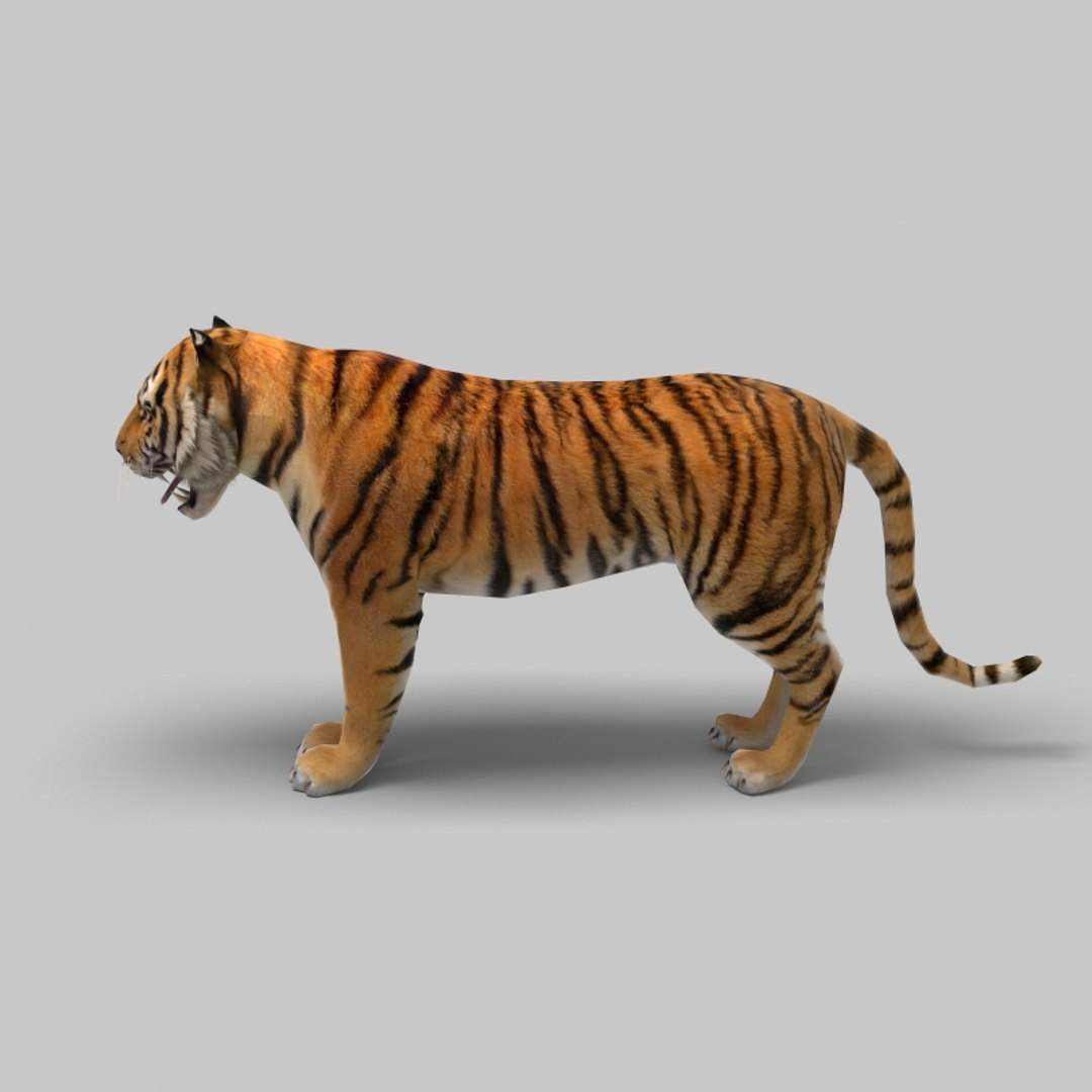 Cat Feline Tiger Obj