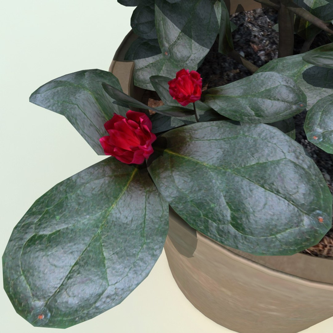 3d Azalea Rhododendron Simsii
