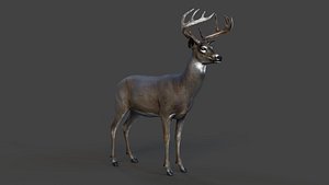 3D Male Deer