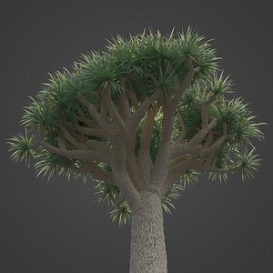 2021 PBR Dragon Tree Collection - Dracaena Draco 3D model