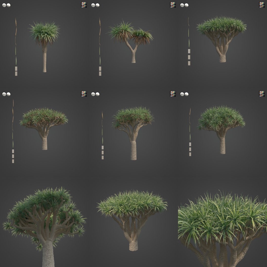 2021 PBR Dragon Tree Collection - Dracaena Draco 3D Model - TurboSquid ...