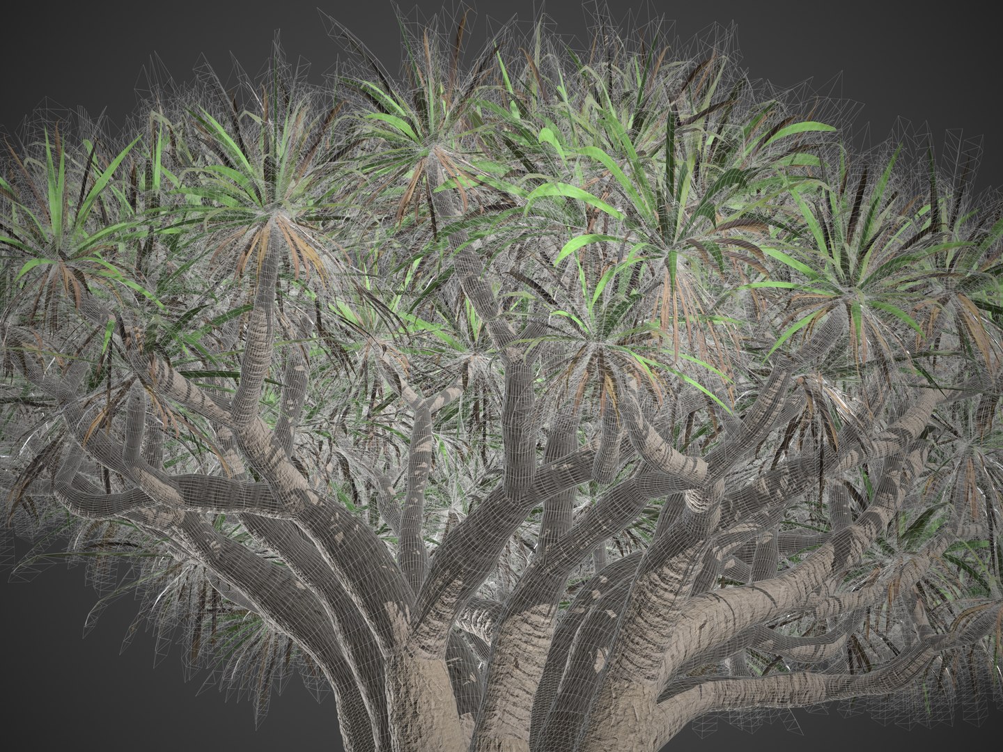2021 PBR Dragon Tree Collection - Dracaena Draco 3D Model - TurboSquid ...