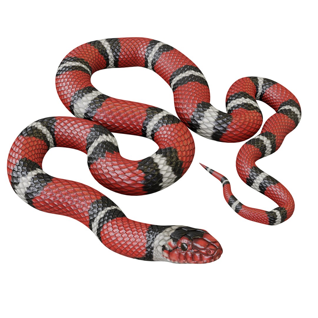 Scarlet King snake For Sale, Official Merchandise
