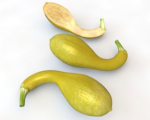 3D model squash