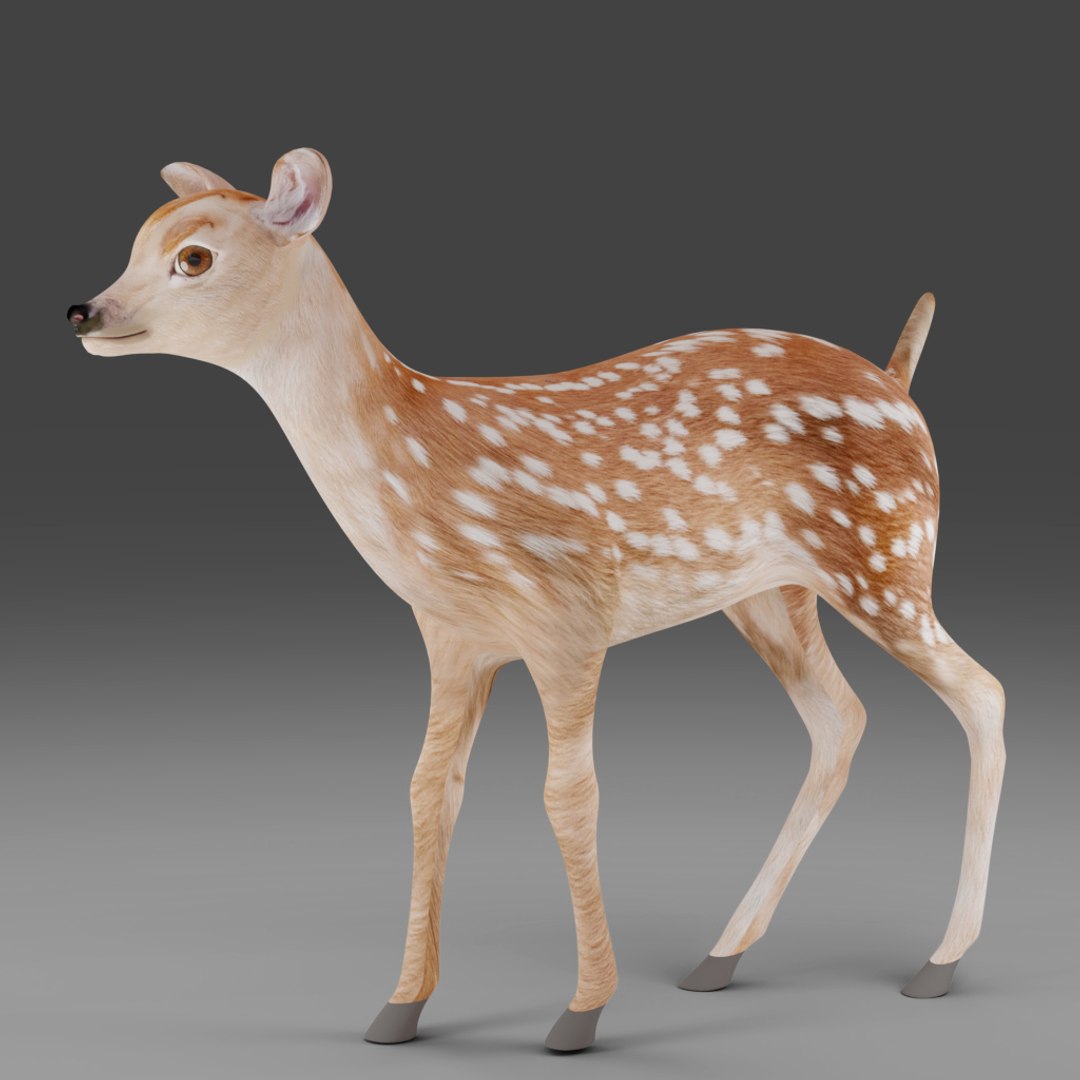 3D Fawn Deer NO Rigged V1 Model - TurboSquid 1981965