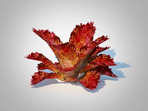 Lettucered