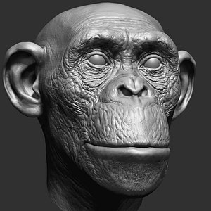 chimpanzee head 3D model