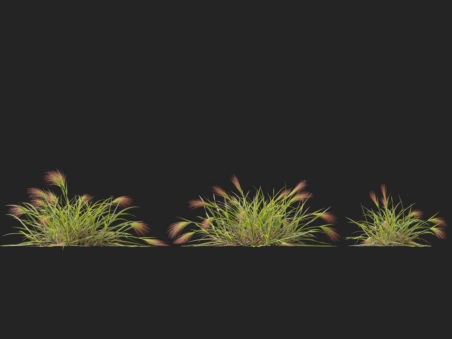 HighpolyLowpoly Aristida Behriana - Bunch Wiregrass 3D - TurboSquid 2421777
