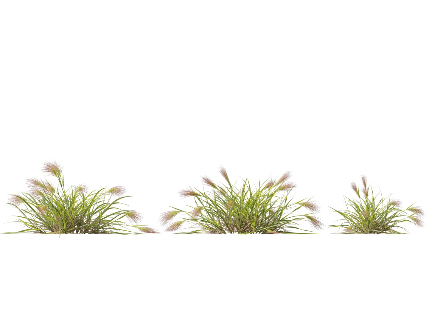 HighpolyLowpoly Aristida Behriana - Bunch Wiregrass 3D - TurboSquid 2421777