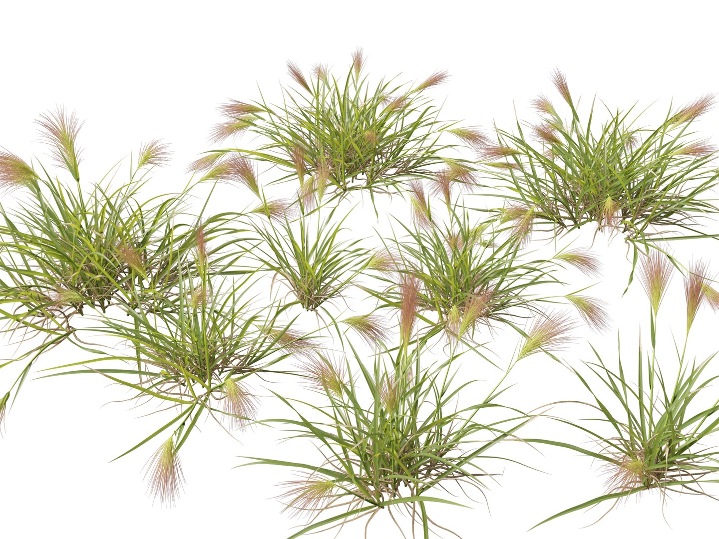 HighpolyLowpoly Aristida Behriana - Bunch Wiregrass 3D - TurboSquid 2421777