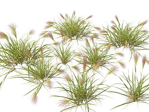 HighpolyLowpoly Aristida behriana - Bunch Wiregrass 3D