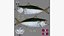 Pacific Chub Mackerel