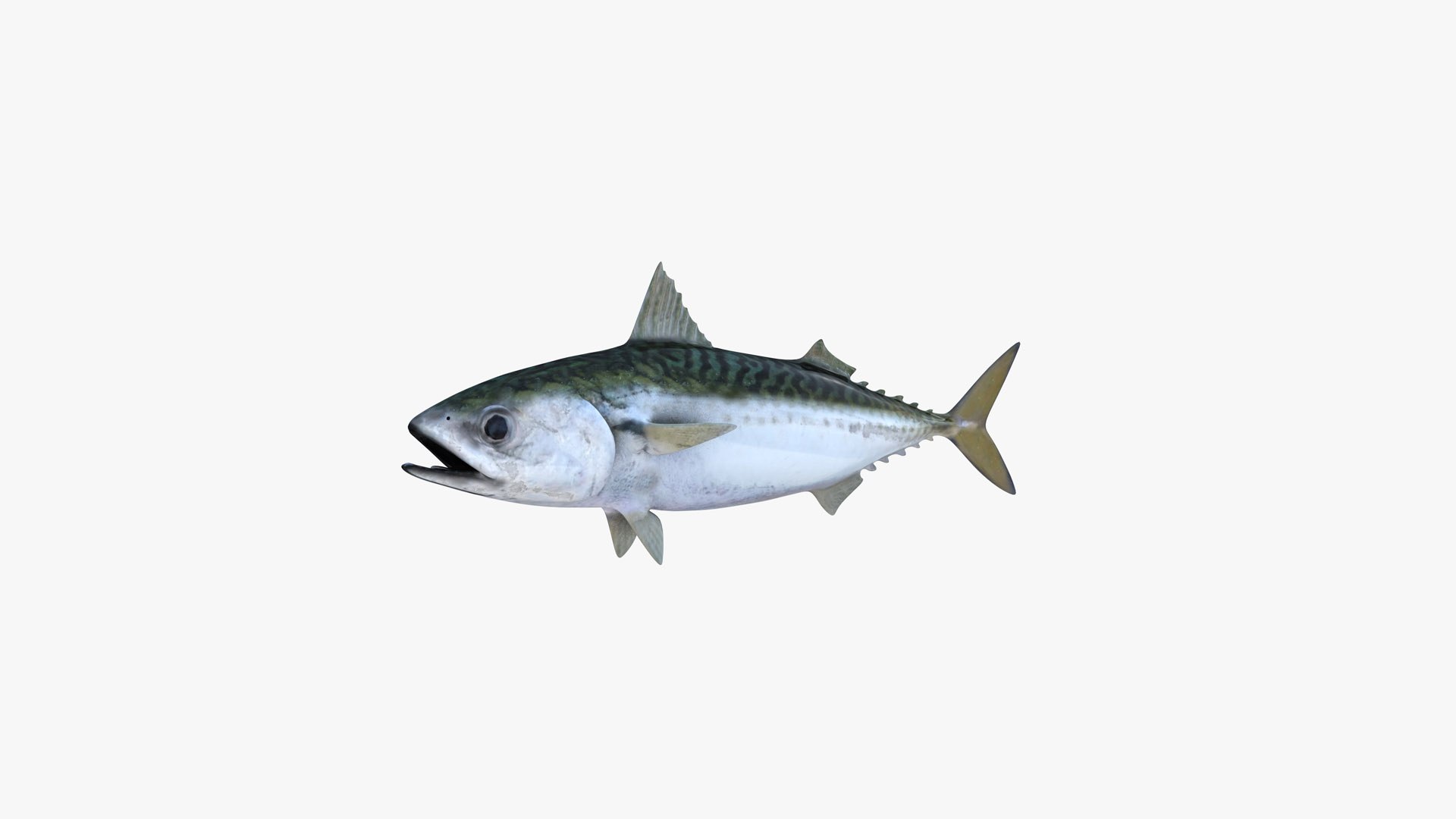 Pacific Chub Mackerel 3D model https://p.turbosquid.com/ts-thumb/U6/iS04fe/Cc/pacific_chub_mackerel_scomber_japonicus_fish_3d_model_by_andreas_piel_003/jpg/1778404243/1920x1080/fit_q87/2a0037cf3b5b8a24cd01bc02fd726132d9bf4071/pacific_chub_mackerel_scomber_japonicus_fish_3d_model_by_andreas_piel_003.jpg