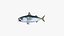 Pacific Chub Mackerel
