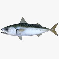 Pacific Chub Mackerel