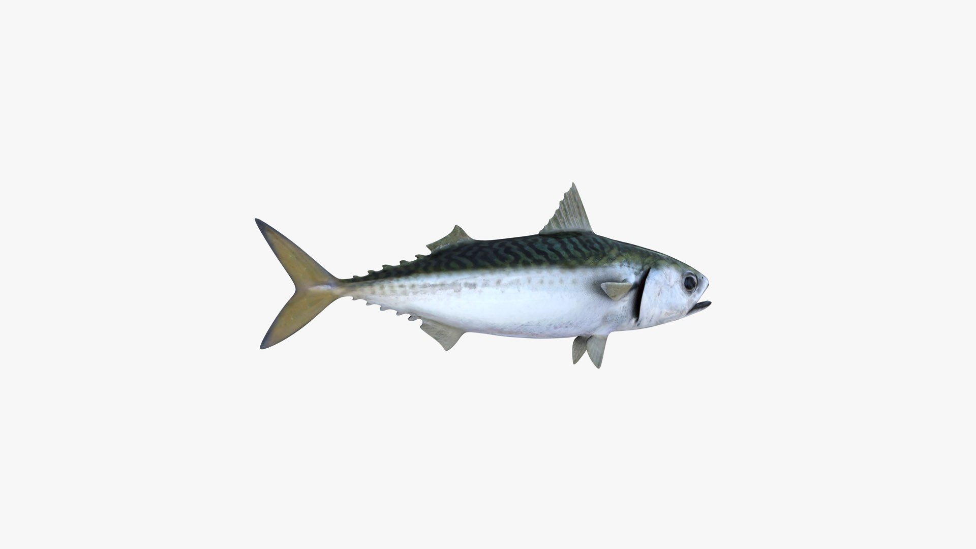 Pacific Chub Mackerel 3D model https://p.turbosquid.com/ts-thumb/U6/iS04fe/Pk/pacific_chub_mackerel_scomber_japonicus_fish_3d_model_by_andreas_piel_006/jpg/1778404244/1920x1080/fit_q87/cf46556d2f565e80035a87047920cf1119f6c5d9/pacific_chub_mackerel_scomber_japonicus_fish_3d_model_by_andreas_piel_006.jpg
