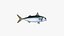 Pacific Chub Mackerel