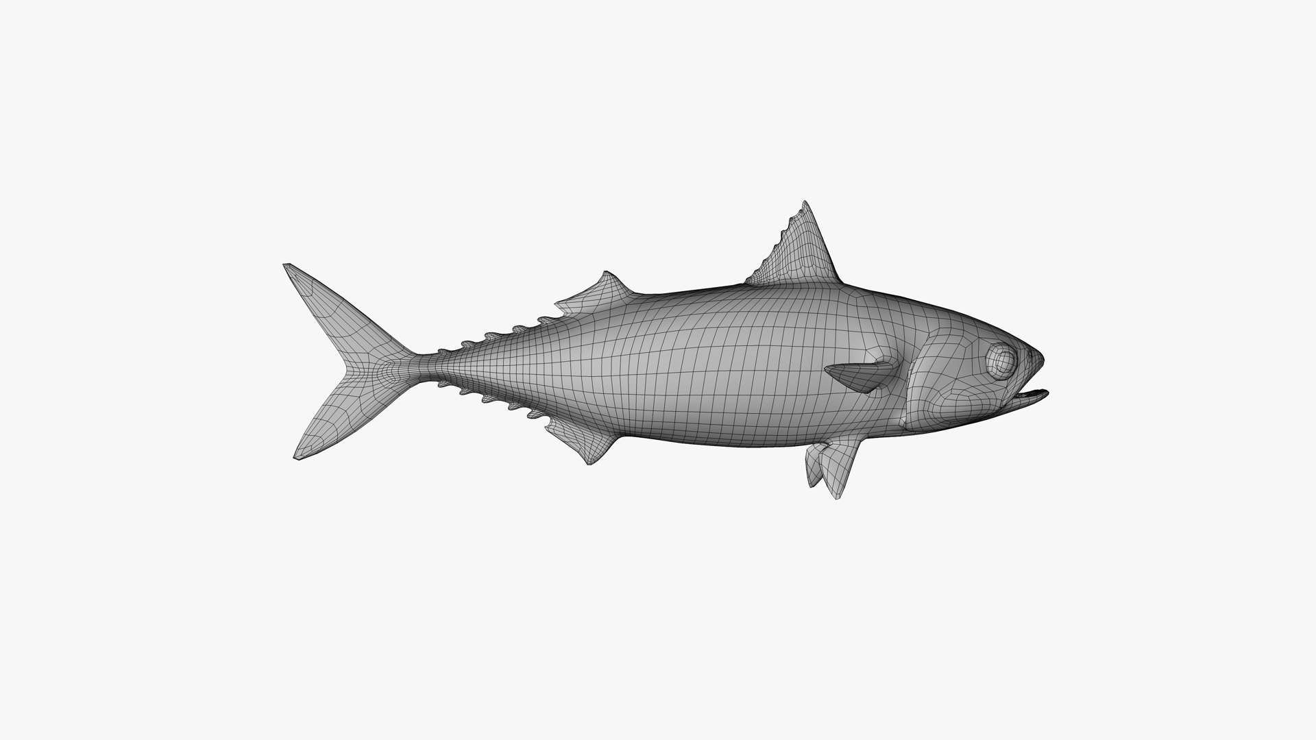 Pacific Chub Mackerel 3D model https://p.turbosquid.com/ts-thumb/U6/iS04fe/R8/pacific_chub_mackerel_scomber_japonicus_fish_3d_model_by_andreas_piel_wireframe_02/png/1746053144/1920x1080/fit_q87/7ef826993ba601fbc747260e0f4c7011ac605f8a/pacific_chub_mackerel_scomber_japonicus_fish_3d_model_by_andreas_piel_wireframe_02.jpg