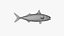 Pacific Chub Mackerel