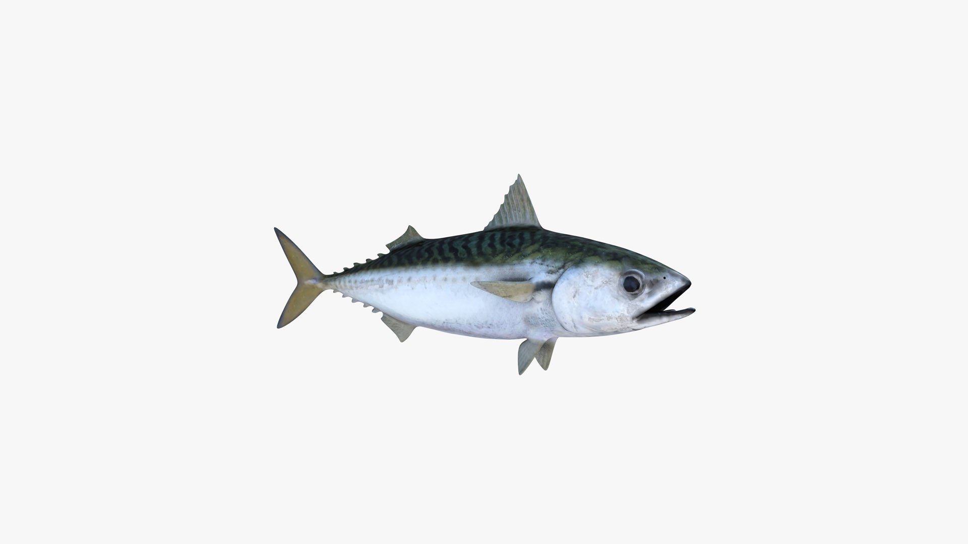 Pacific Chub Mackerel 3D model https://p.turbosquid.com/ts-thumb/U6/iS04fe/hK/pacific_chub_mackerel_scomber_japonicus_fish_3d_model_by_andreas_piel_004/jpg/1778404244/1920x1080/fit_q87/34d8d81ae5fb5c87308c7aea9113d7543d3d2fec/pacific_chub_mackerel_scomber_japonicus_fish_3d_model_by_andreas_piel_004.jpg