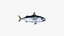 Pacific Chub Mackerel