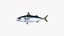 Pacific Chub Mackerel
