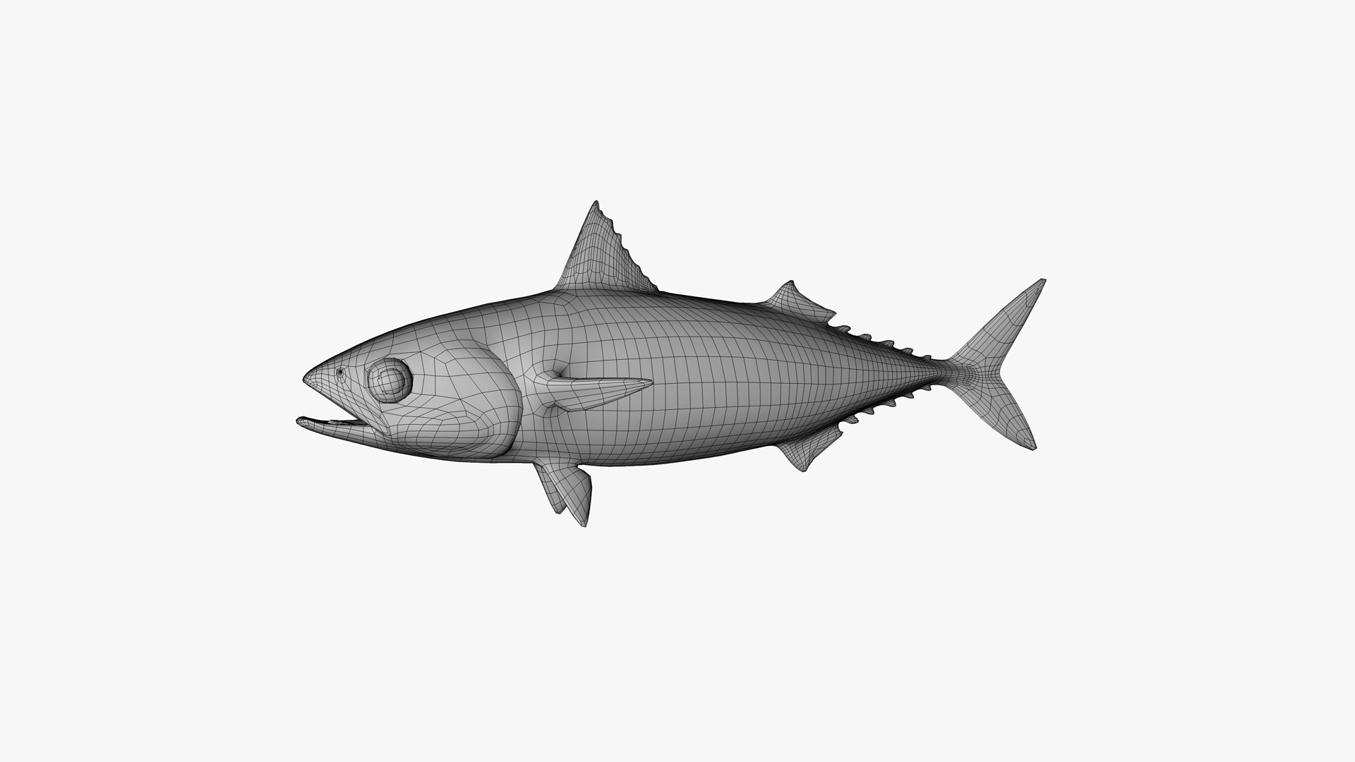 Pacific Chub Mackerel 3D model https://p.turbosquid.com/ts-thumb/U6/iS04fe/sH/pacific_chub_mackerel_scomber_japonicus_fish_3d_model_by_andreas_piel_wireframe_01/png/1746053144/1920x1080/fit_q87/bcf88e1f4837f93d4e137c3b00bd901cd4b27421/pacific_chub_mackerel_scomber_japonicus_fish_3d_model_by_andreas_piel_wireframe_01.jpg