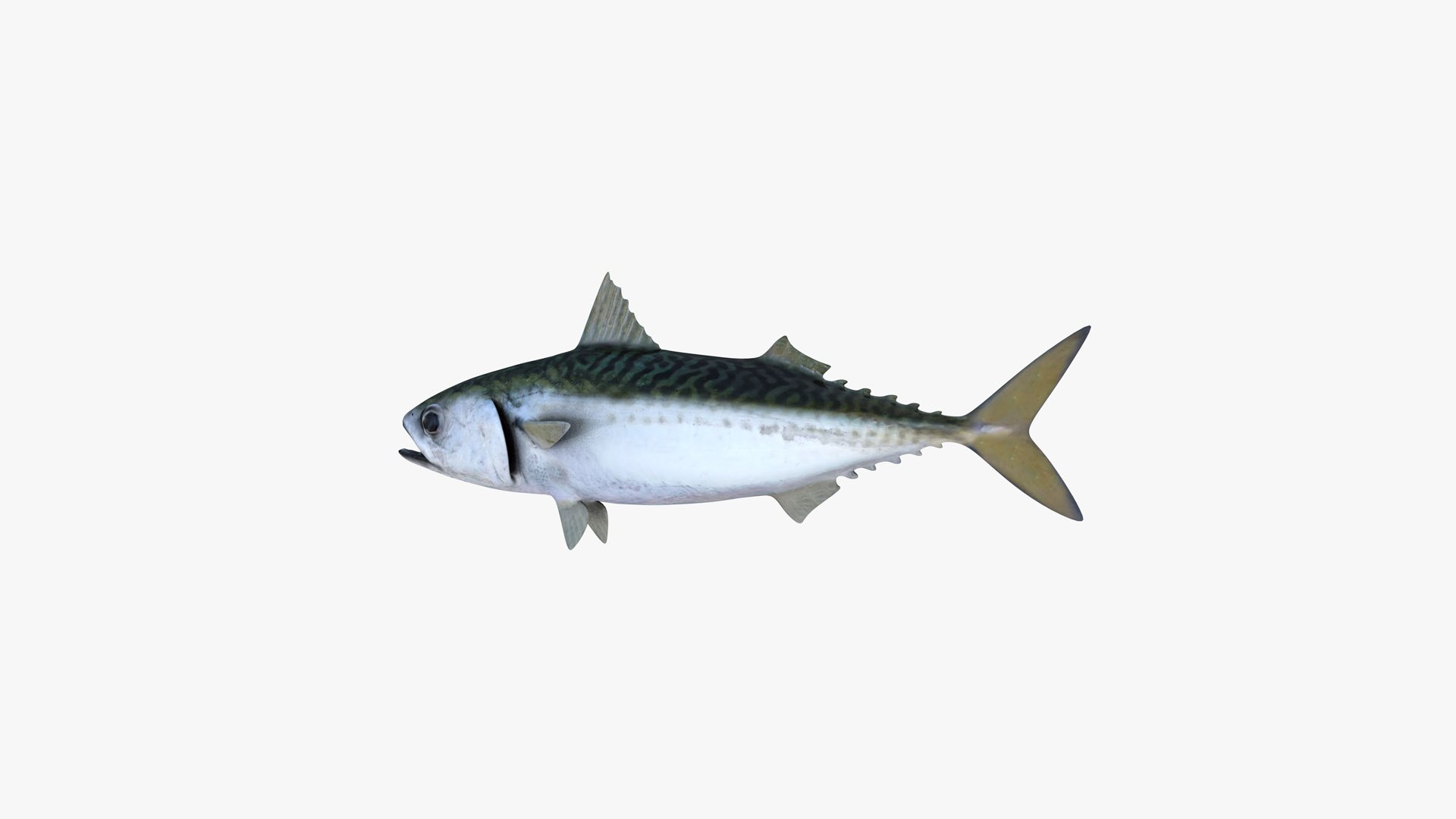 Pacific Chub Mackerel 3D model https://p.turbosquid.com/ts-thumb/U6/iS04fe/ys/pacific_chub_mackerel_scomber_japonicus_fish_3d_model_by_andreas_piel_007/jpg/1778404477/1920x1080/fit_q87/4b7c636d59783fb61bfd9b854a9a39ae9d92bdd7/pacific_chub_mackerel_scomber_japonicus_fish_3d_model_by_andreas_piel_007.jpg