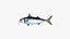 Pacific Chub Mackerel