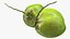 Collection de fruits exotiques 5