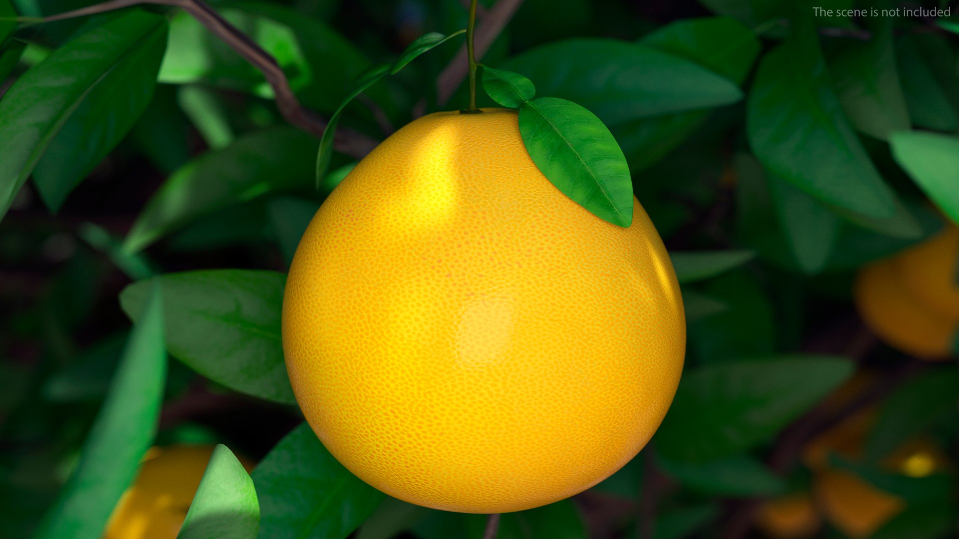 3D Exotic Fruits Collection 5 https://p.turbosquid.com/ts-thumb/U6/mcMf3Z/A3/exoticfruitscollection5mb3dmodel002/jpg/1672506586/1920x1080/fit_q87/bf52dcbc39d3bdf1e74ed97b48ff8bdd502804ea/exoticfruitscollection5mb3dmodel002.jpg