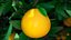 Collection de fruits exotiques 5