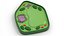 Eukaryotic Plant Cell 3D