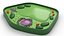 Eukaryotic Plant Cell 3D