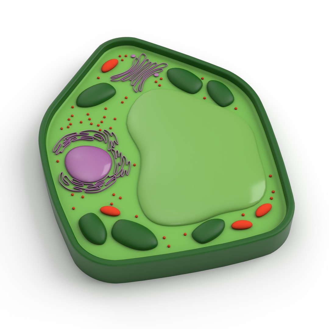 Eukaryotic Plant Cell 3D https://p.turbosquid.com/ts-thumb/U6/xesflN/b3/plantcellv6sig/jpg/1752184692/1920x1080/fit_q87/86f060ad0c3c051c372978a184e8d3fda6b7579c/plantcellv6sig.jpg
