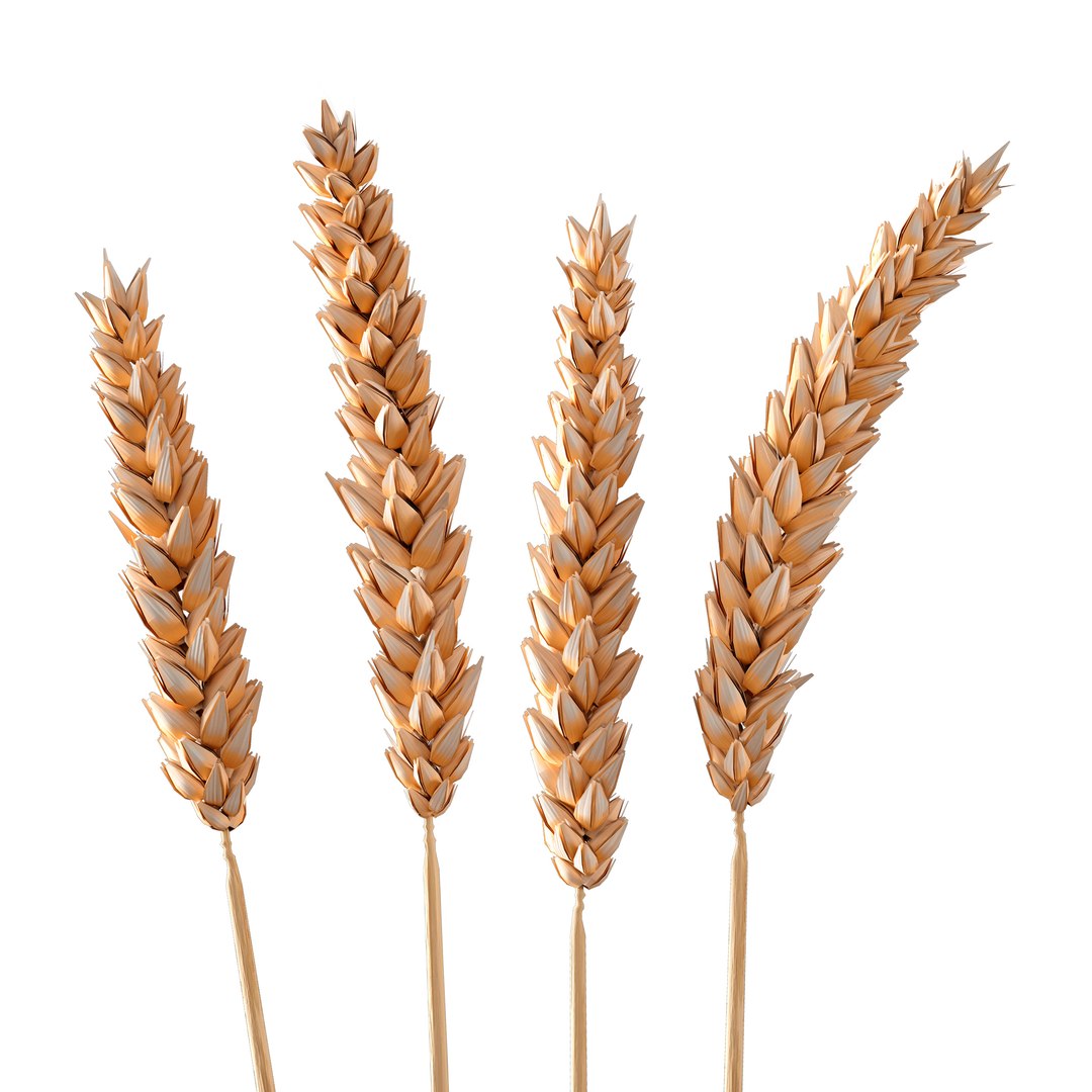 3D Set - Wheat https://p.turbosquid.com/ts-thumb/U7/96pVkA/2H/c0005/jpg/1666093805/1920x1080/fit_q87/479f57d888606ecd6832c9e3094b532081b5d1bc/c0005.jpg