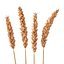 Set - Wheat