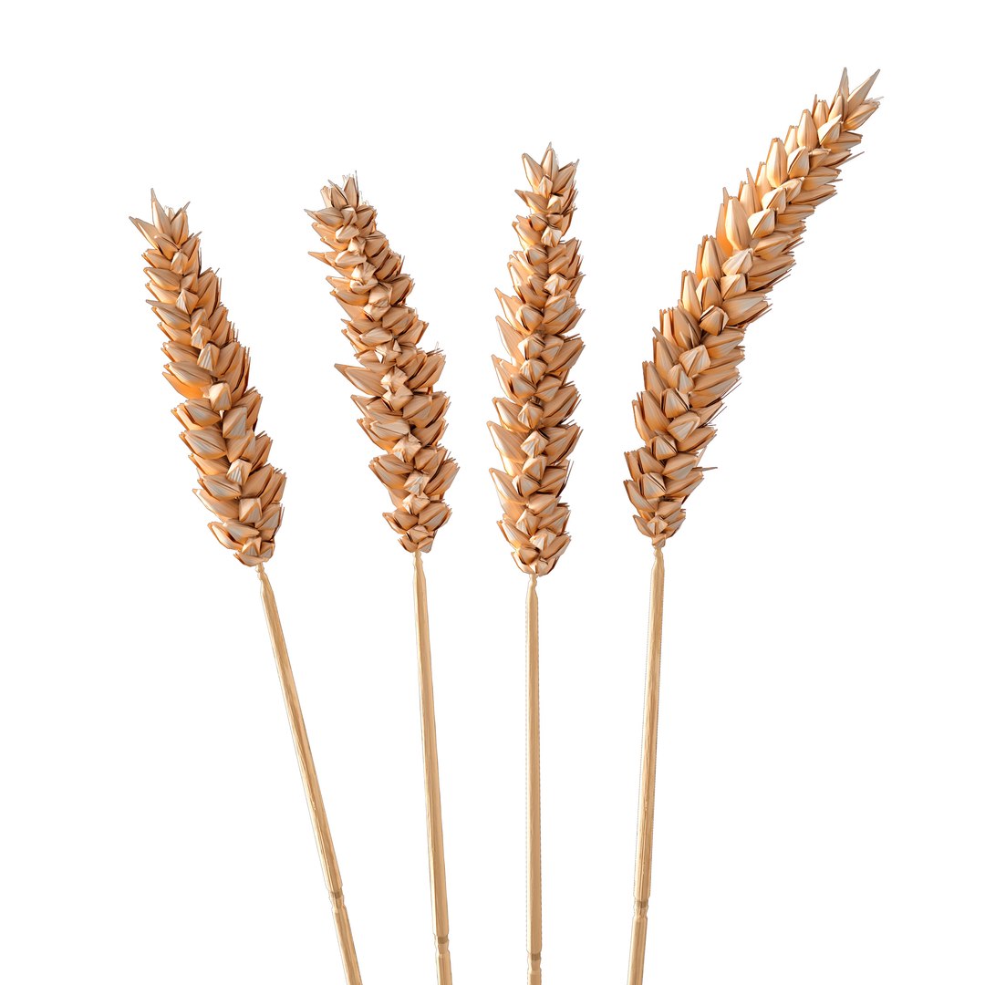 3D Set - Wheat https://p.turbosquid.com/ts-thumb/U7/96pVkA/3u/c0007/jpg/1666093807/1920x1080/fit_q87/78718851432ba2b1d3a1ef3e90e196e2915a888b/c0007.jpg