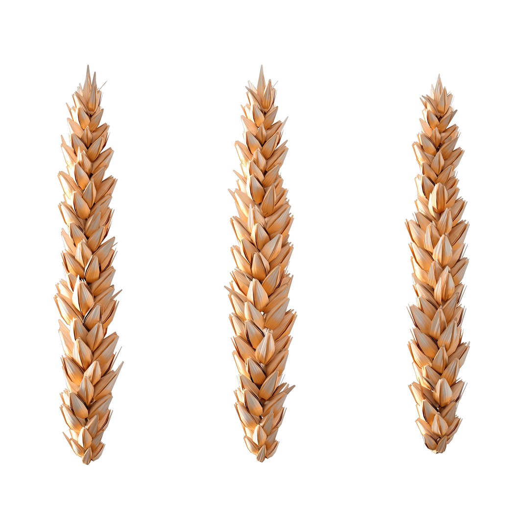 3D Set - Wheat https://p.turbosquid.com/ts-thumb/U7/96pVkA/46/c0001/jpg/1666093804/1920x1080/fit_q87/b1e17d1abd6523e1dba143536b26252e895fbce4/c0001.jpg