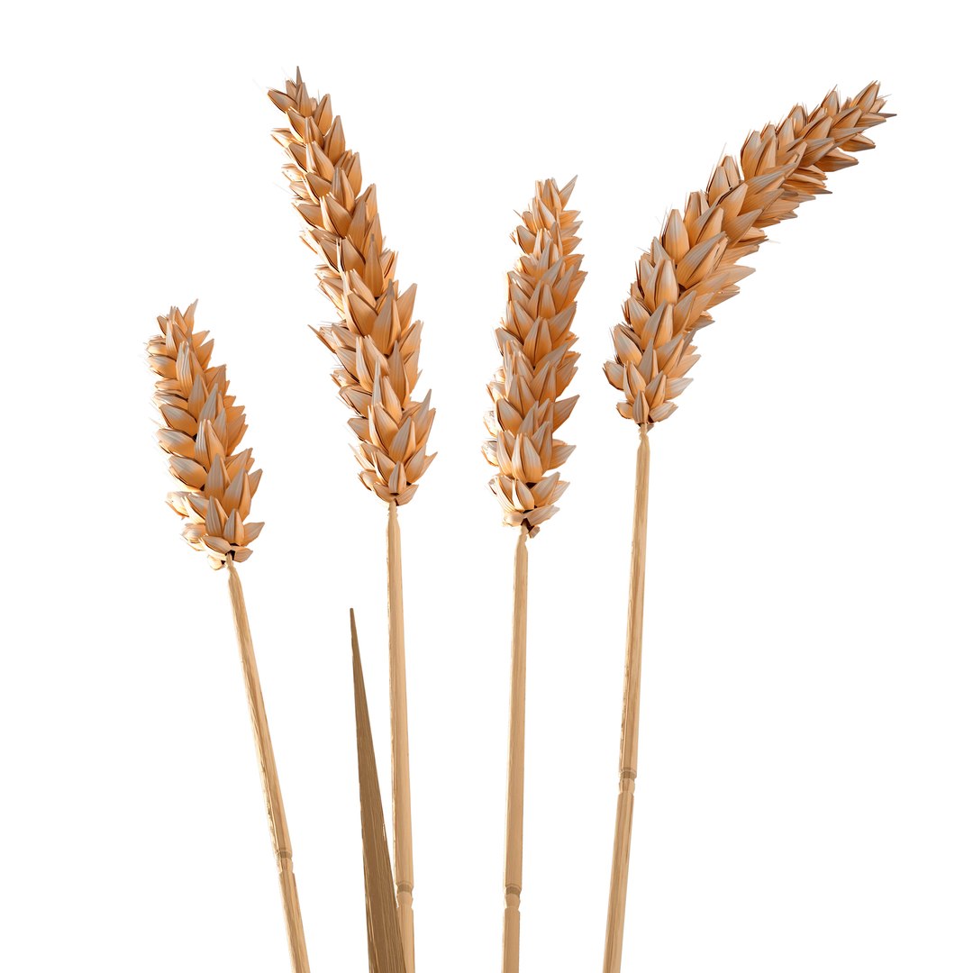 3D Set - Wheat https://p.turbosquid.com/ts-thumb/U7/96pVkA/Bt/c0009/jpg/1666093807/1920x1080/fit_q87/5f8498134d6ac87413a35358a5821ccec1b75843/c0009.jpg