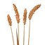 Set - Wheat