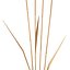 Set - Wheat