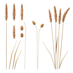 Set - Wheat